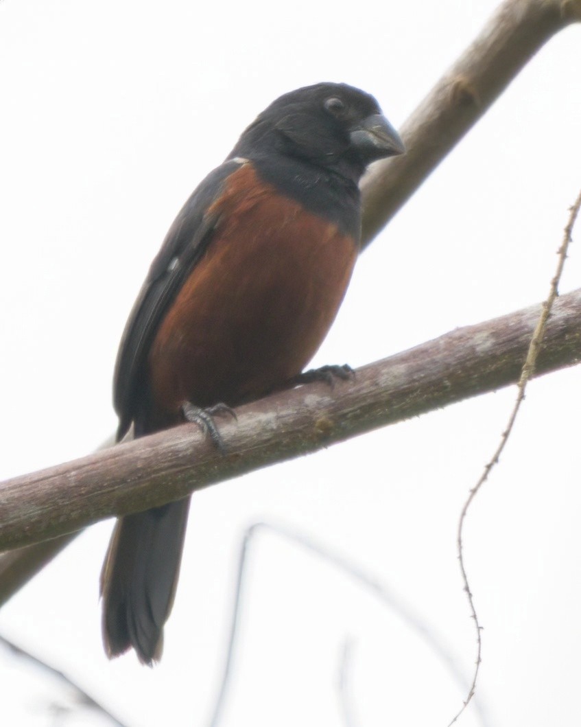 Chestnut-bellied Seed-Finch - ML640658991