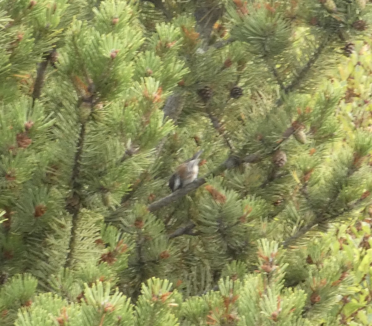 Chestnut-backed Chickadee - ML640658992