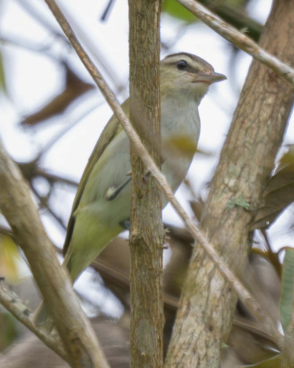 Braunkappenvireo - ML640659105