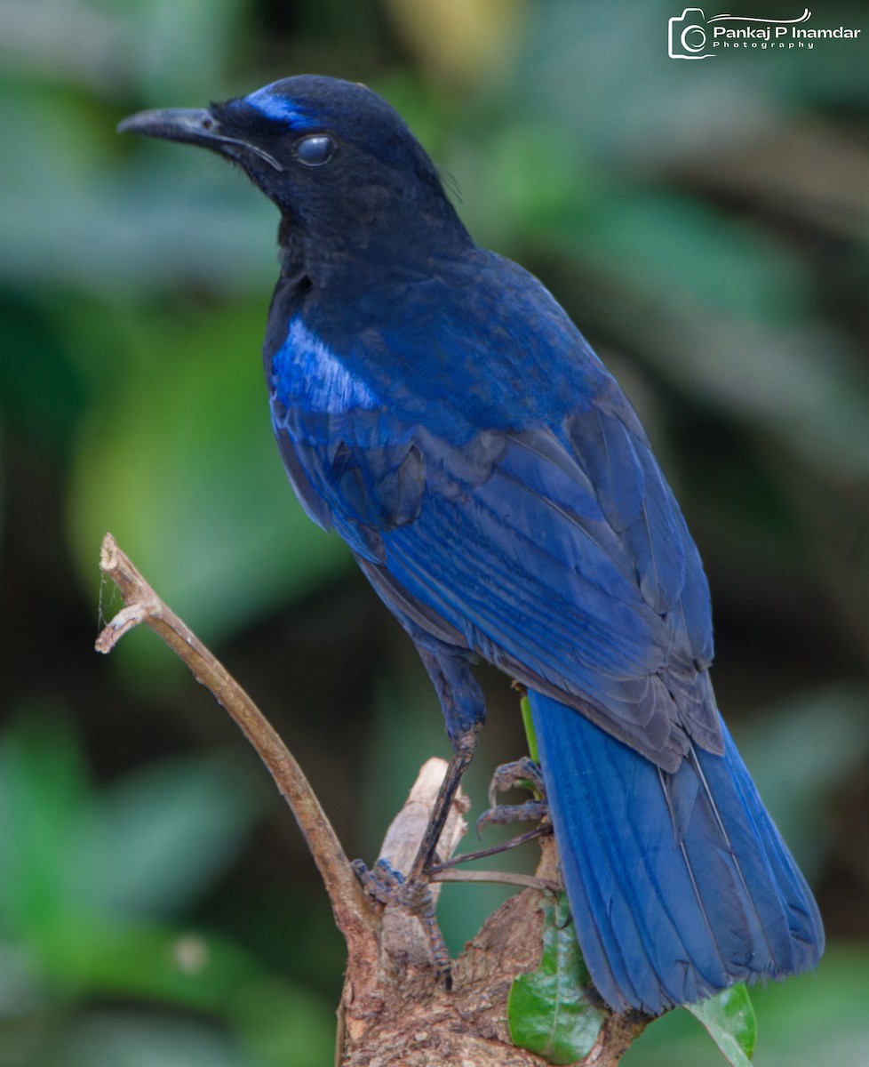 Malabar Whistling-Thrush - ML640659149