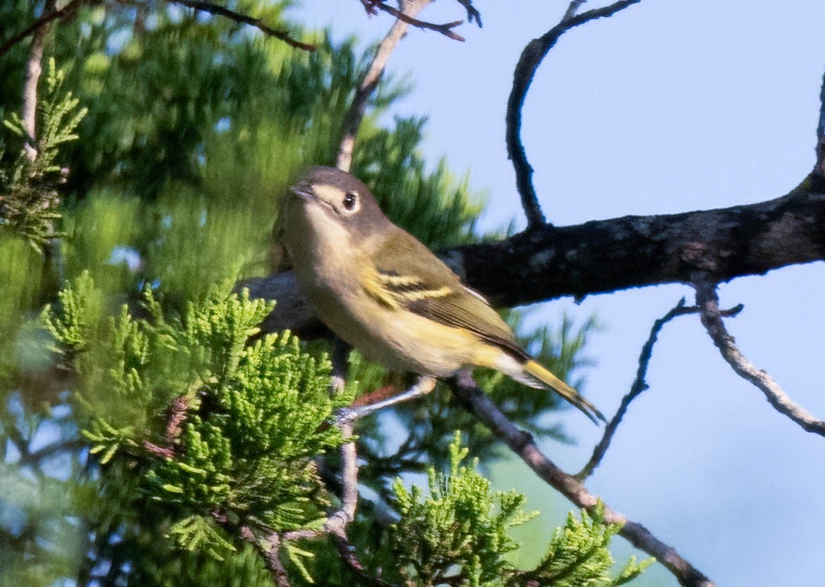 Black-capped Vireo - ML640659157