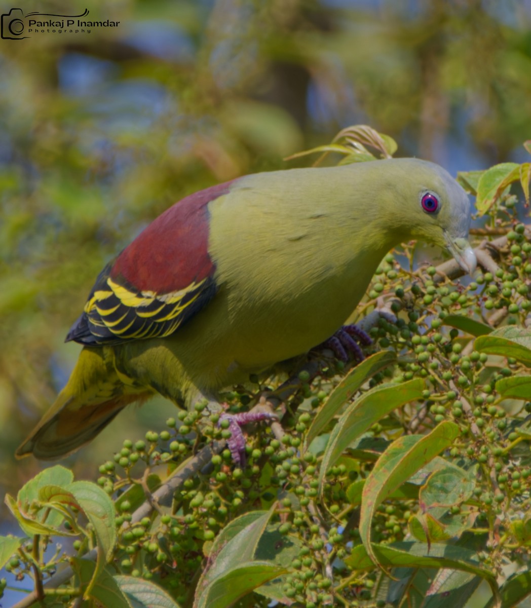 Gray-fronted Green-Pigeon - ML640659158