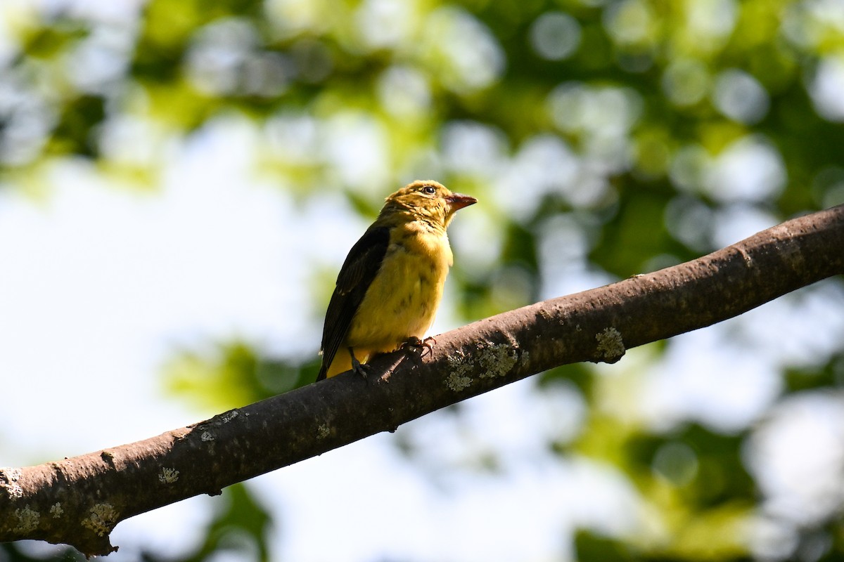 American Goldfinch - ML640659177