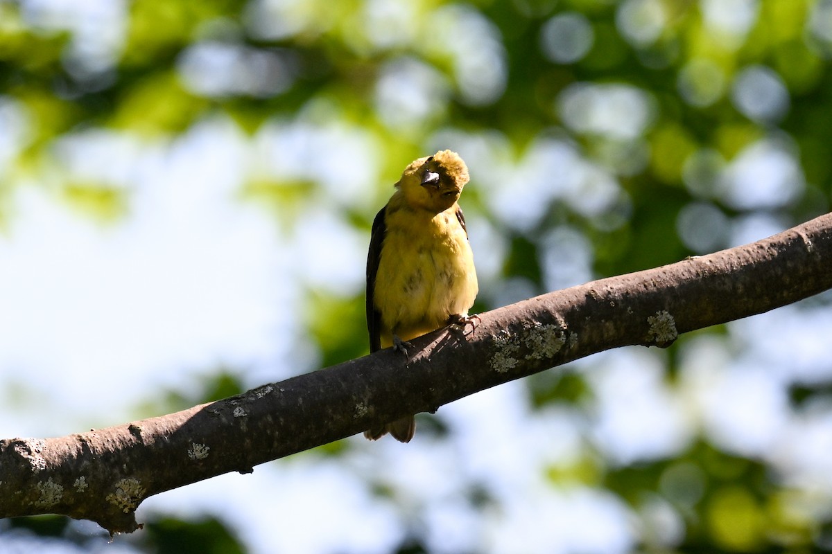 American Goldfinch - ML640659178
