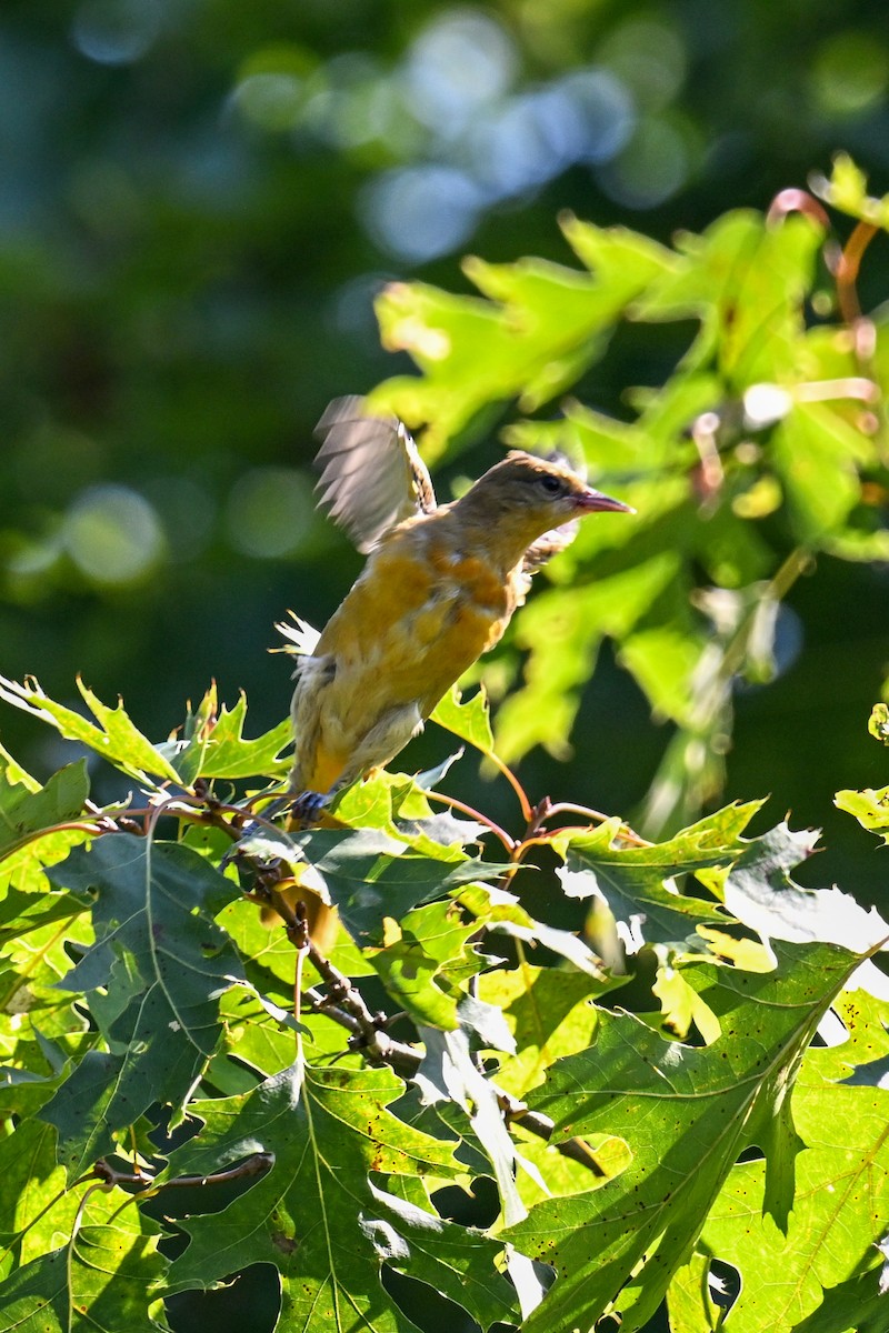 American Goldfinch - ML640659179