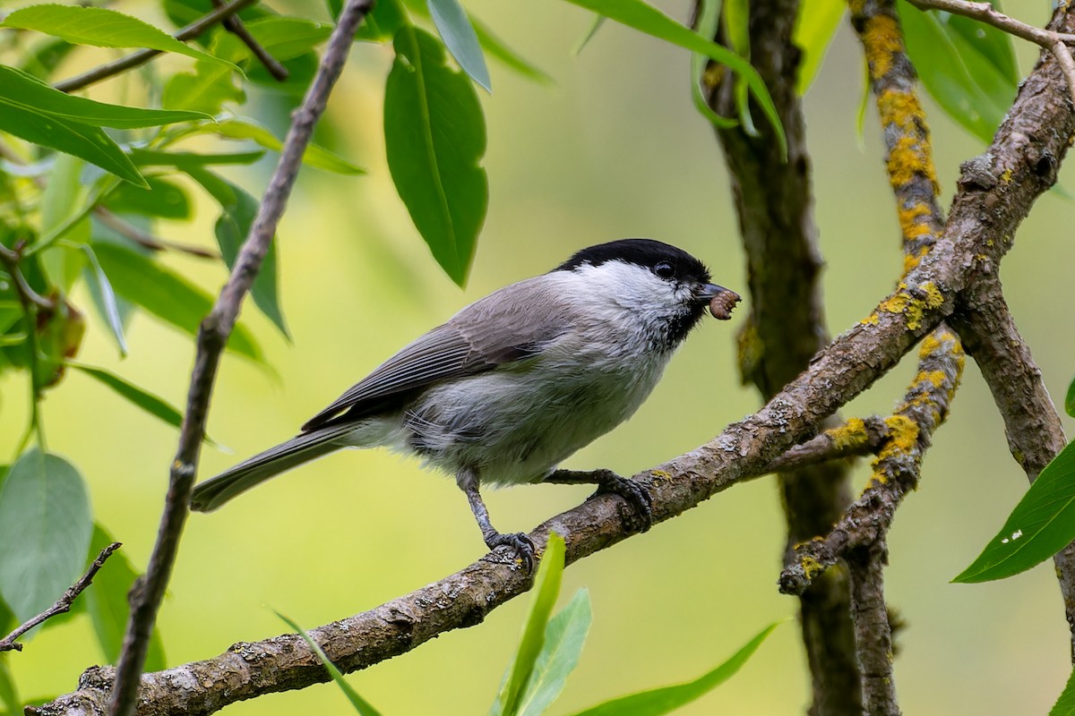 Kaskabeltz txikia - ML640659315