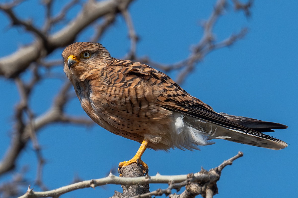 Greater Kestrel - ML640659431