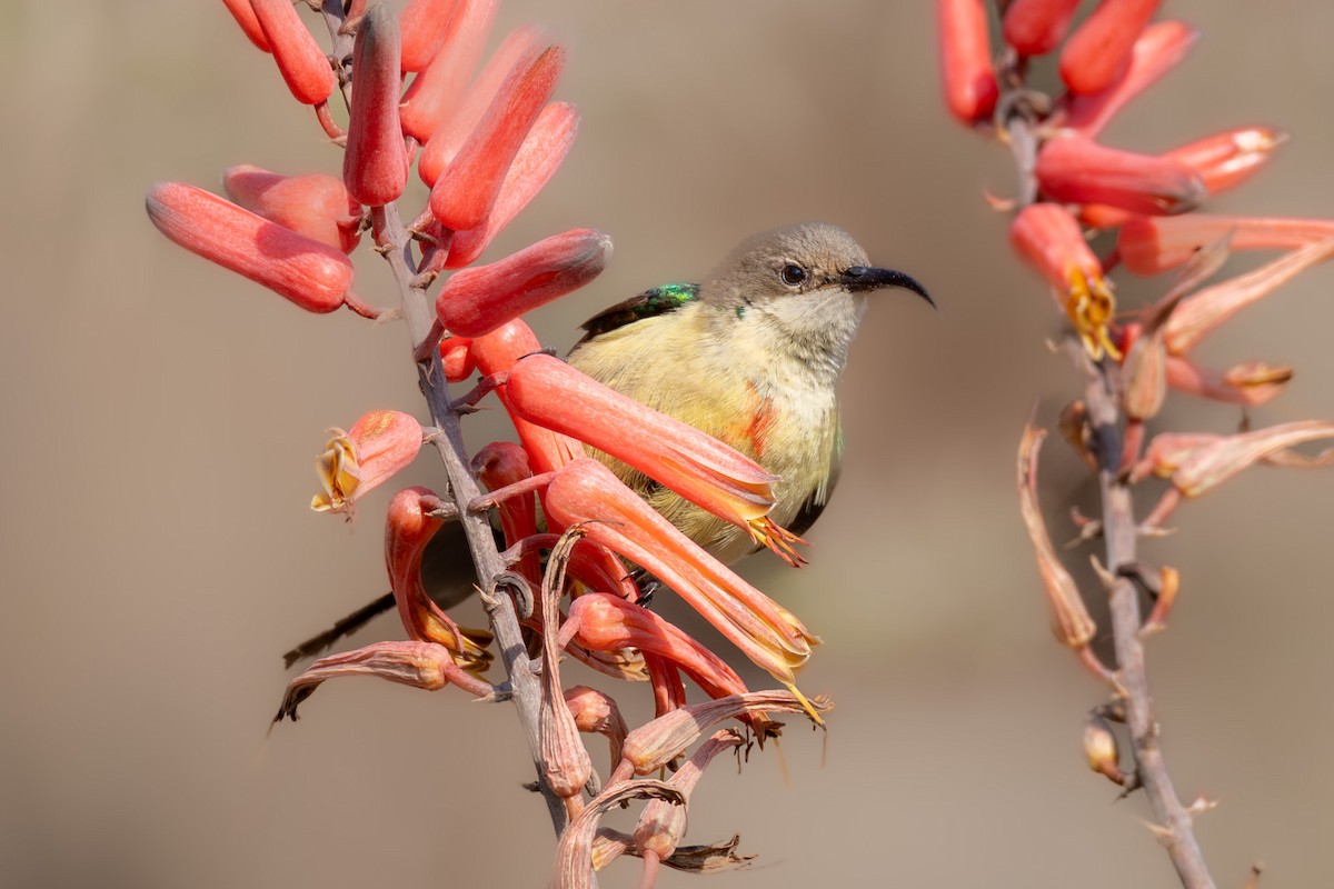 sunbird sp. - ML640659444