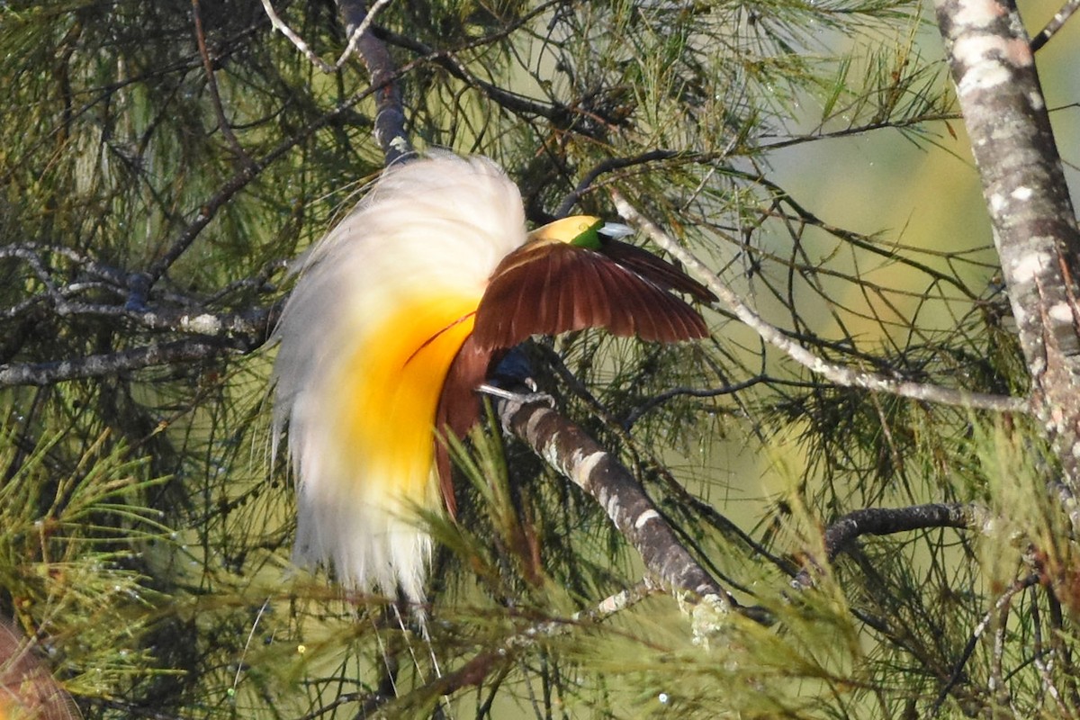 Kleinparadiesvogel - ML640659484