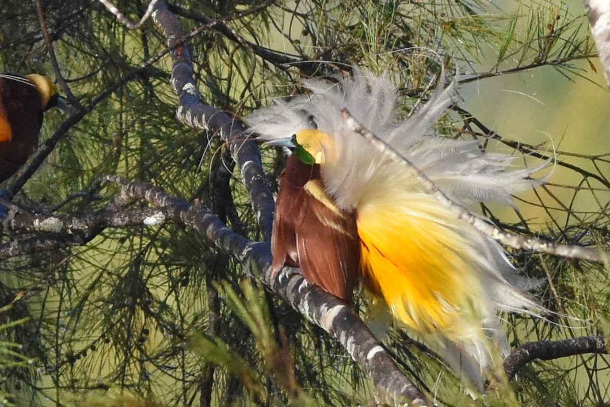Kleinparadiesvogel - ML640659487