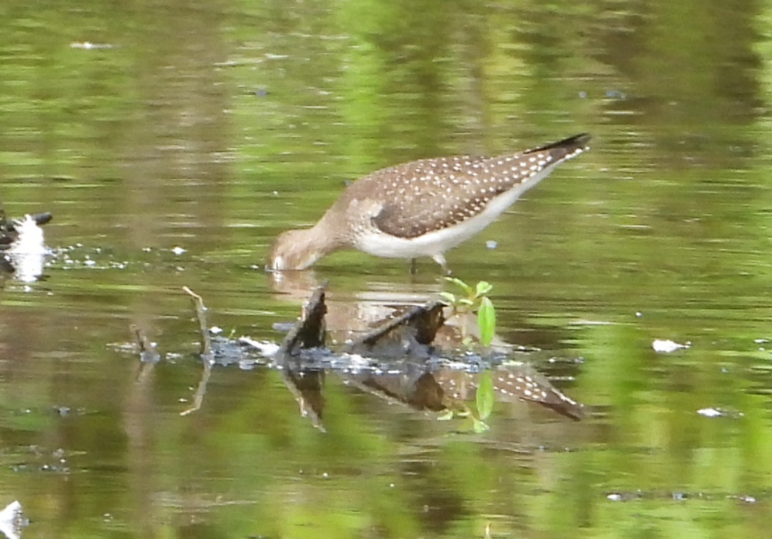 Solitary Sandpiper - ML640659569