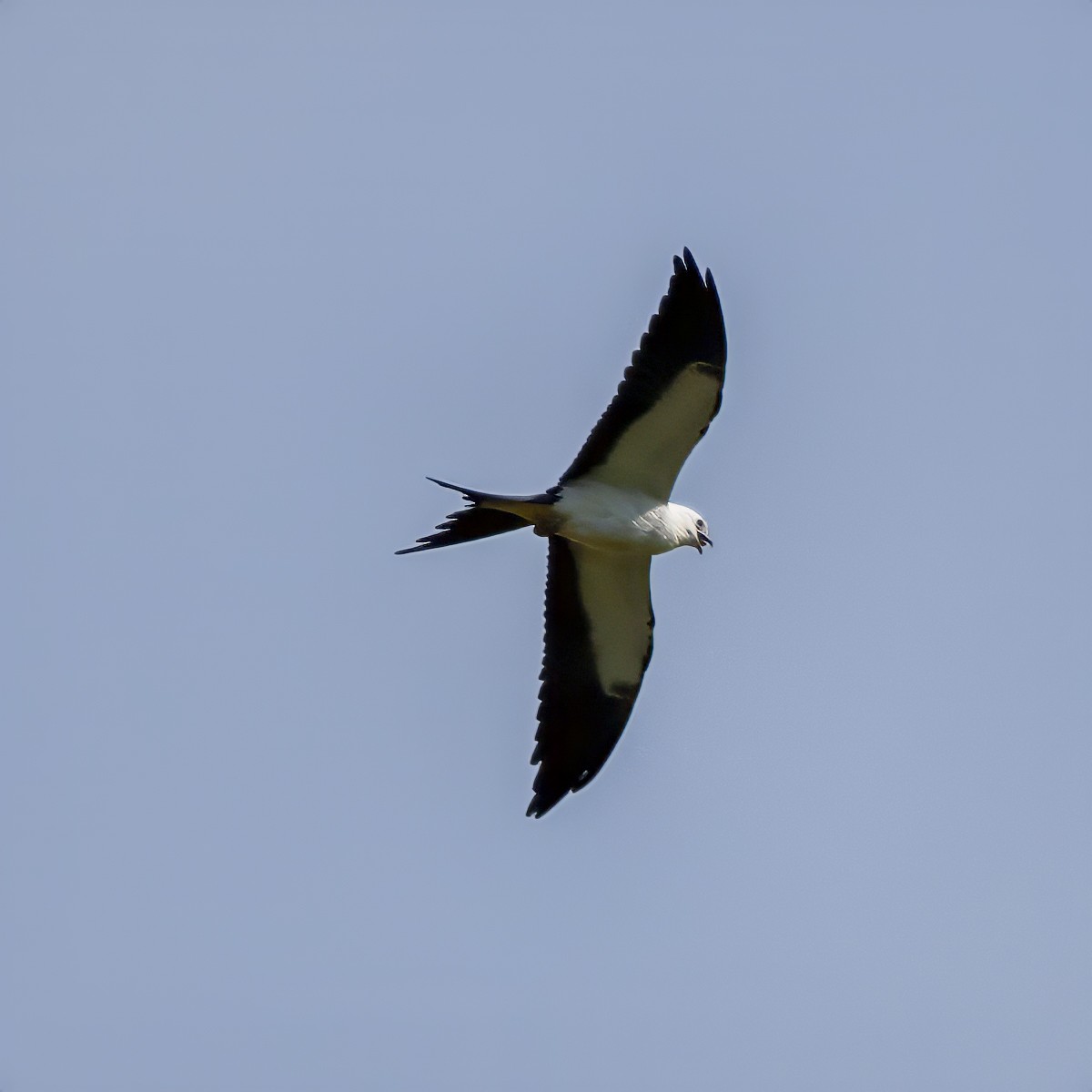 Swallow-tailed Kite - ML640659577