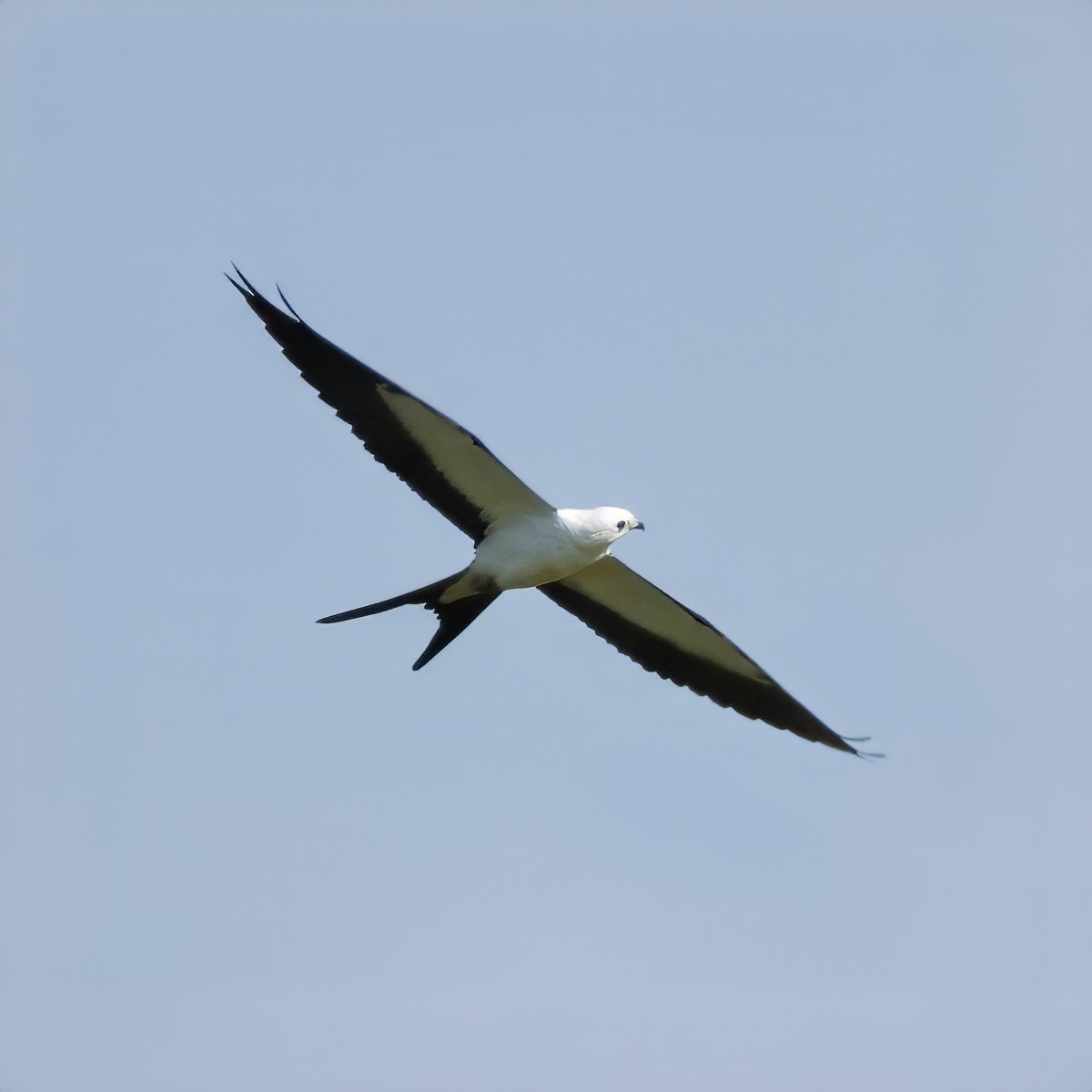 Swallow-tailed Kite - ML640659578