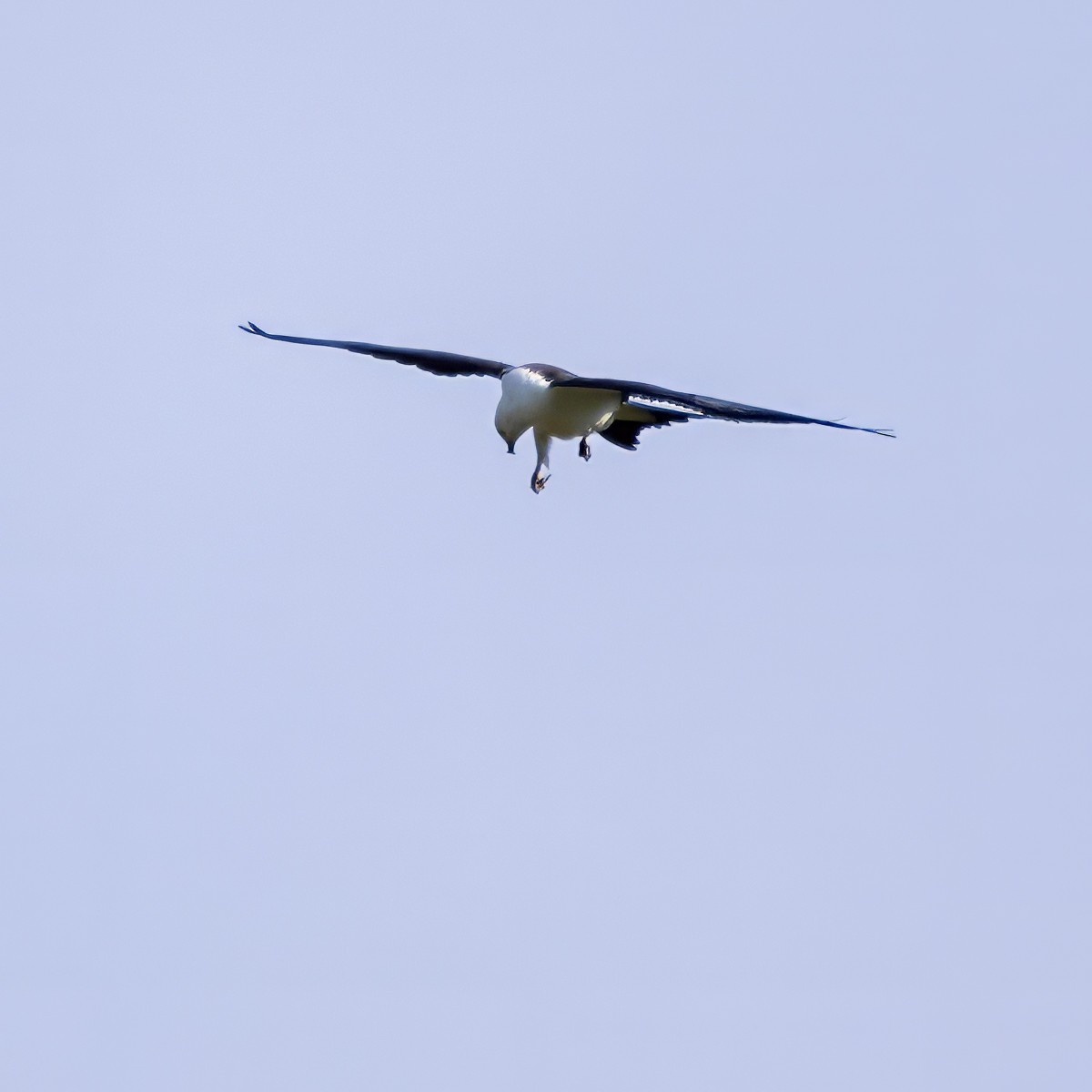 Swallow-tailed Kite - ML640659579