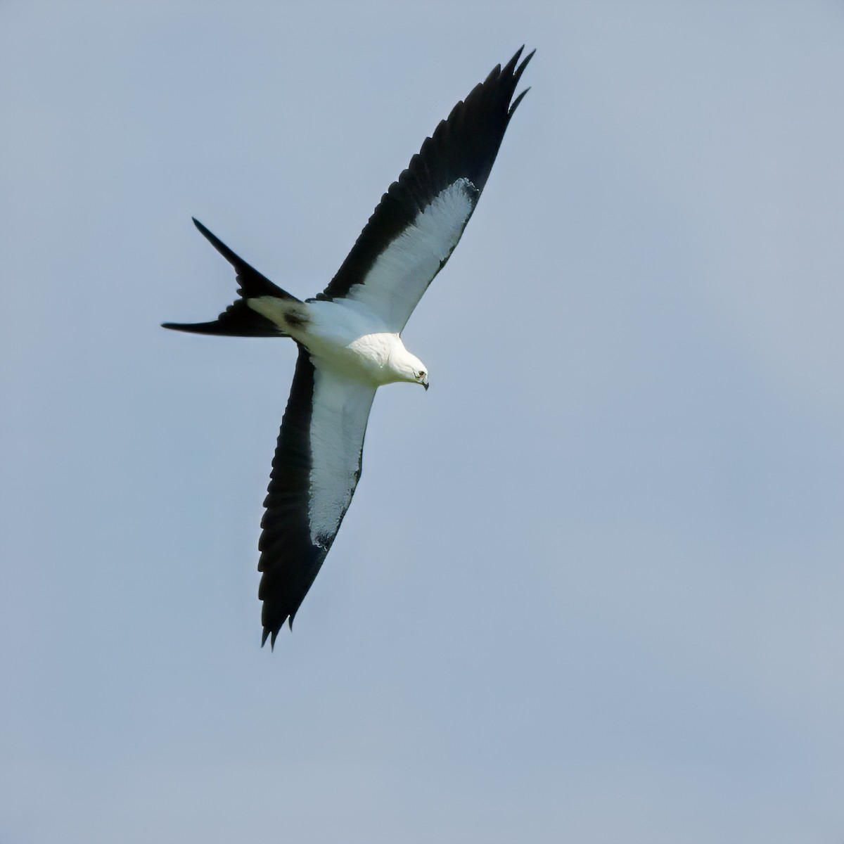 Swallow-tailed Kite - ML640659580