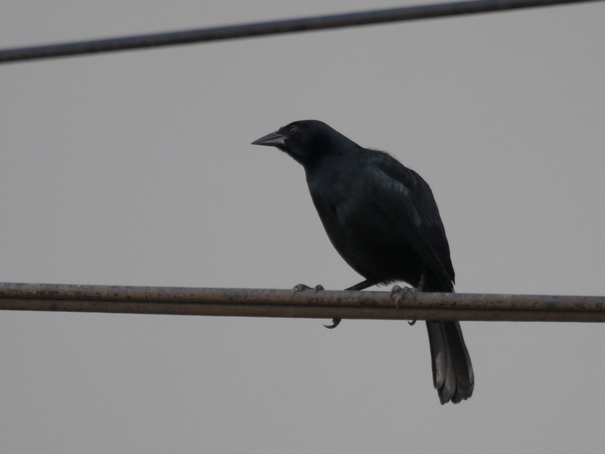 Scrub Blackbird - ML640659602