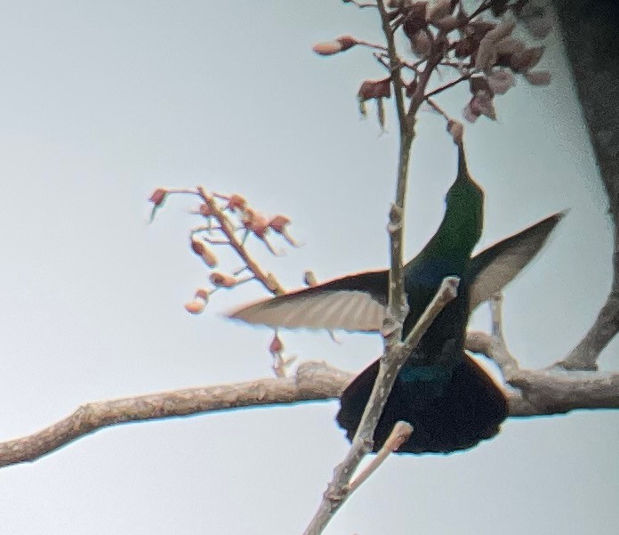 Green-throated Carib - ML640659622