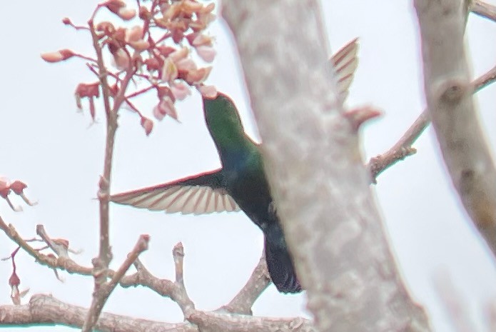 Green-throated Carib - ML640659623