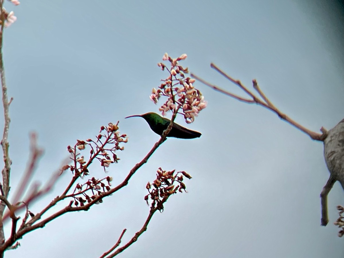 Green-throated Carib - ML640659624