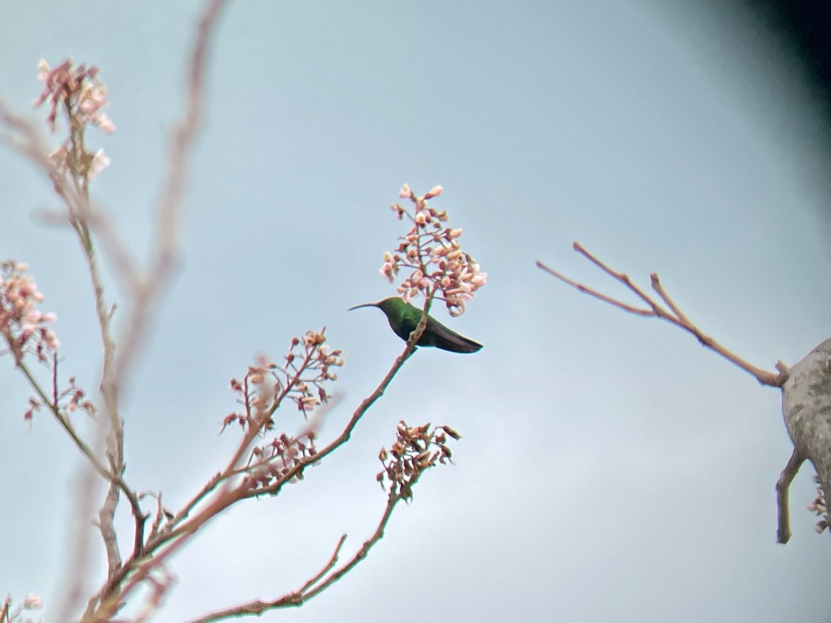 Green-throated Carib - ML640659625