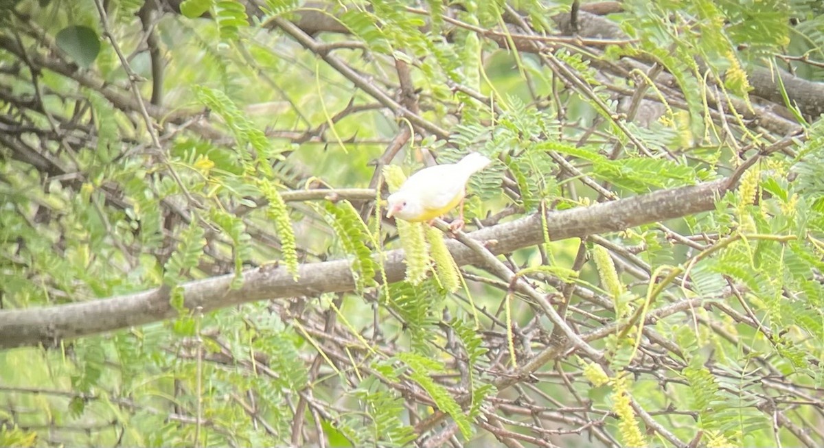 Bananaquit - ML640659770