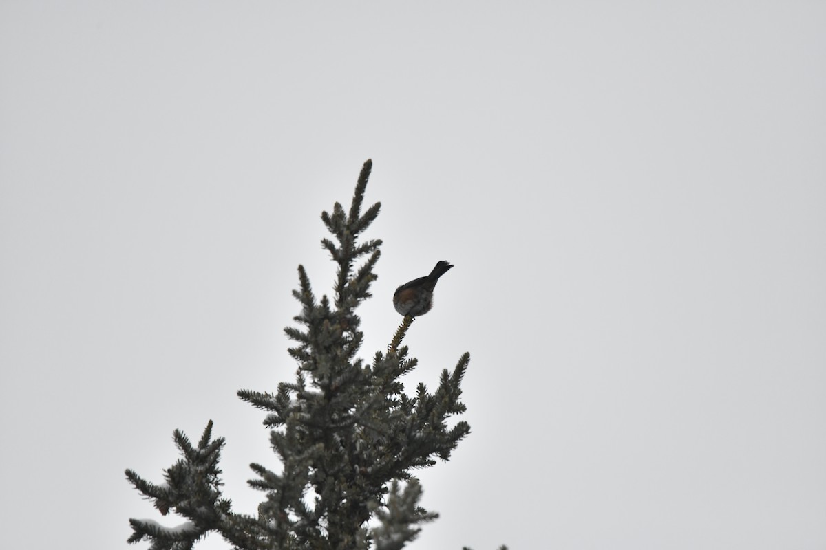 Boreal Chickadee - ML640659783