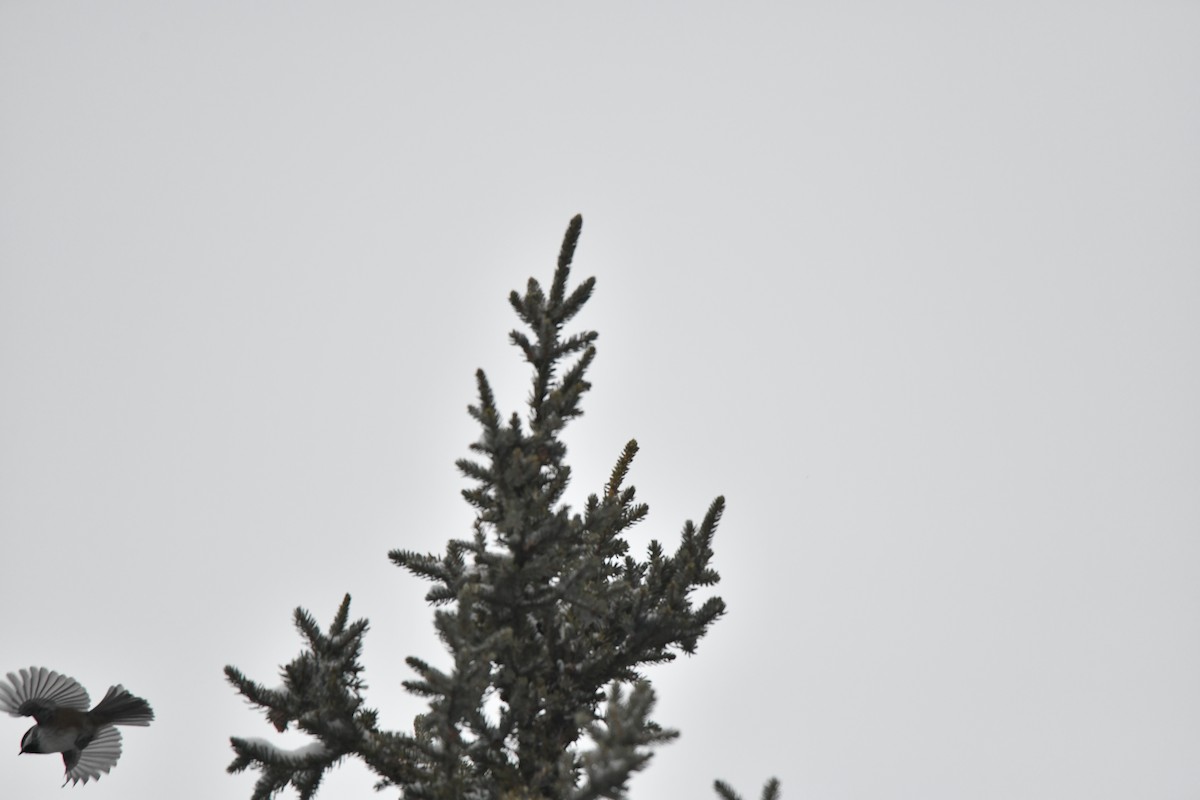 Boreal Chickadee - ML640659784