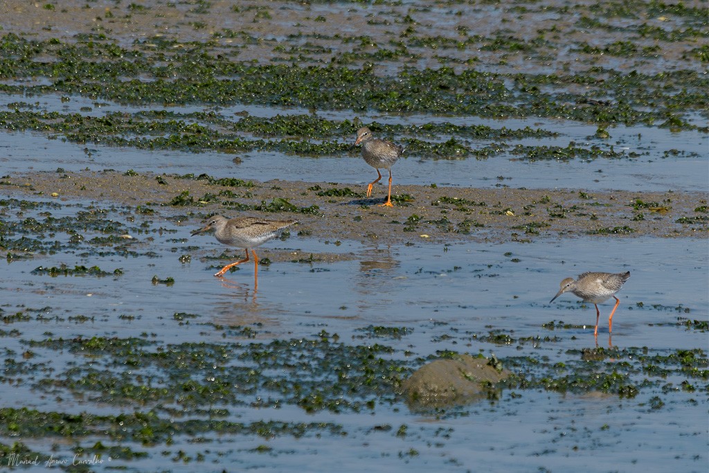 Common Redshank - ML640659836