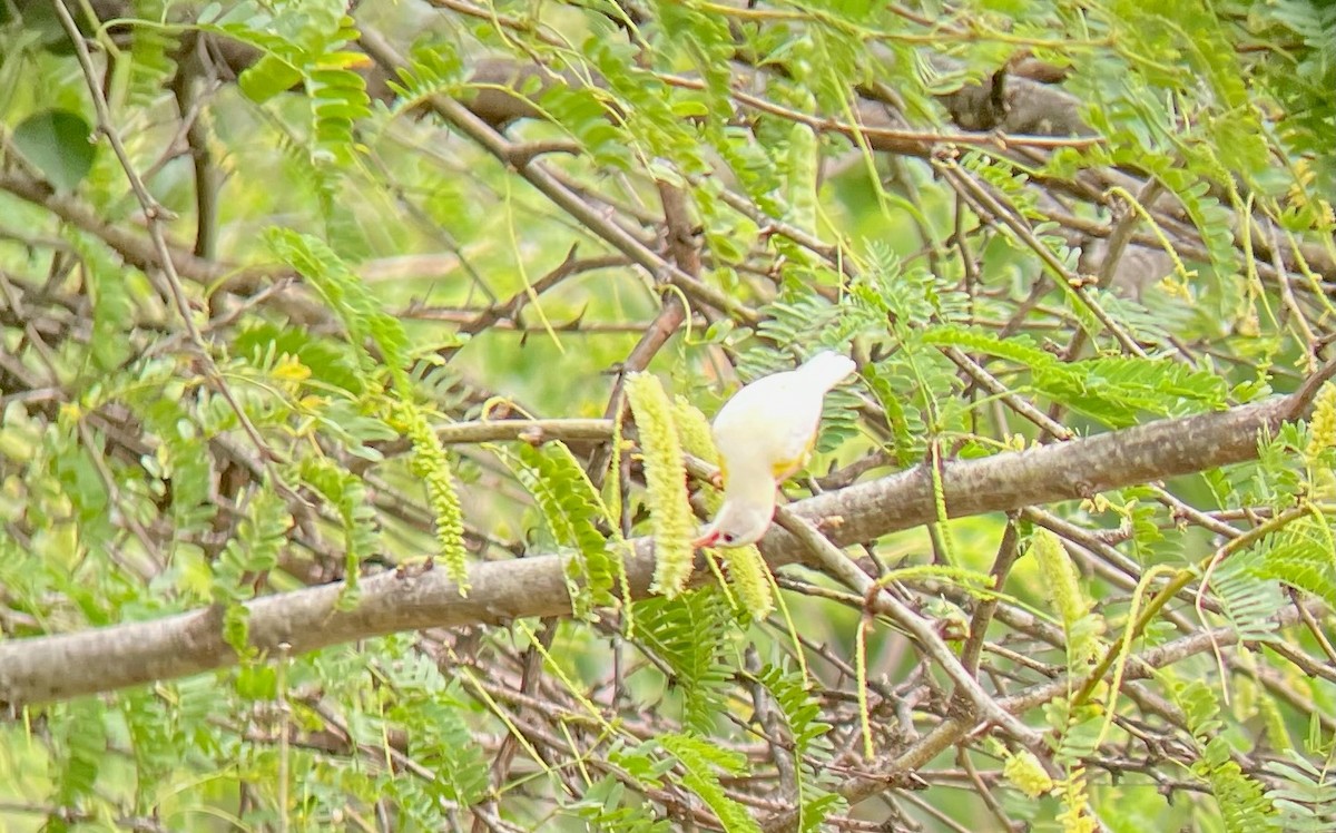 Bananaquit - ML640659838