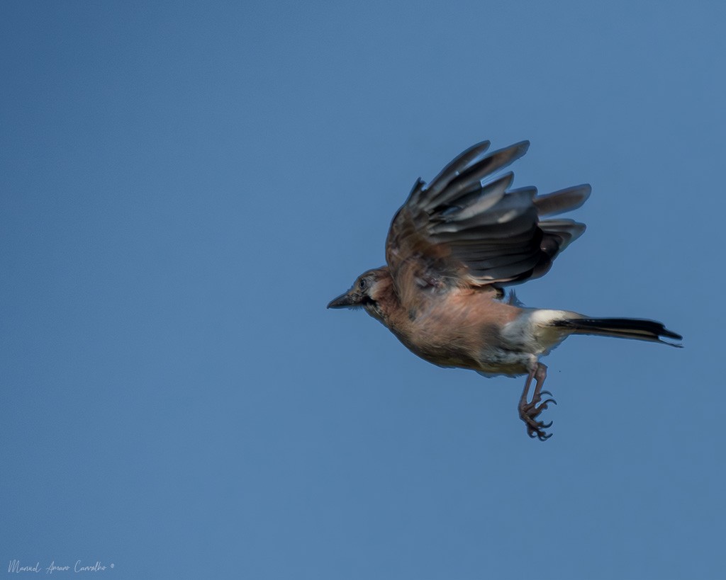 Eurasian Jay - ML640659855
