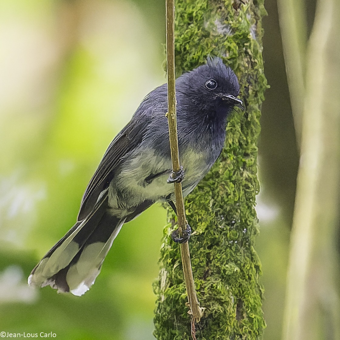 White-tailed Crested Flycatcher - ML640659974