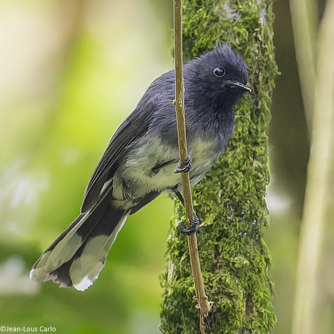 White-tailed Crested Flycatcher - ML640659975