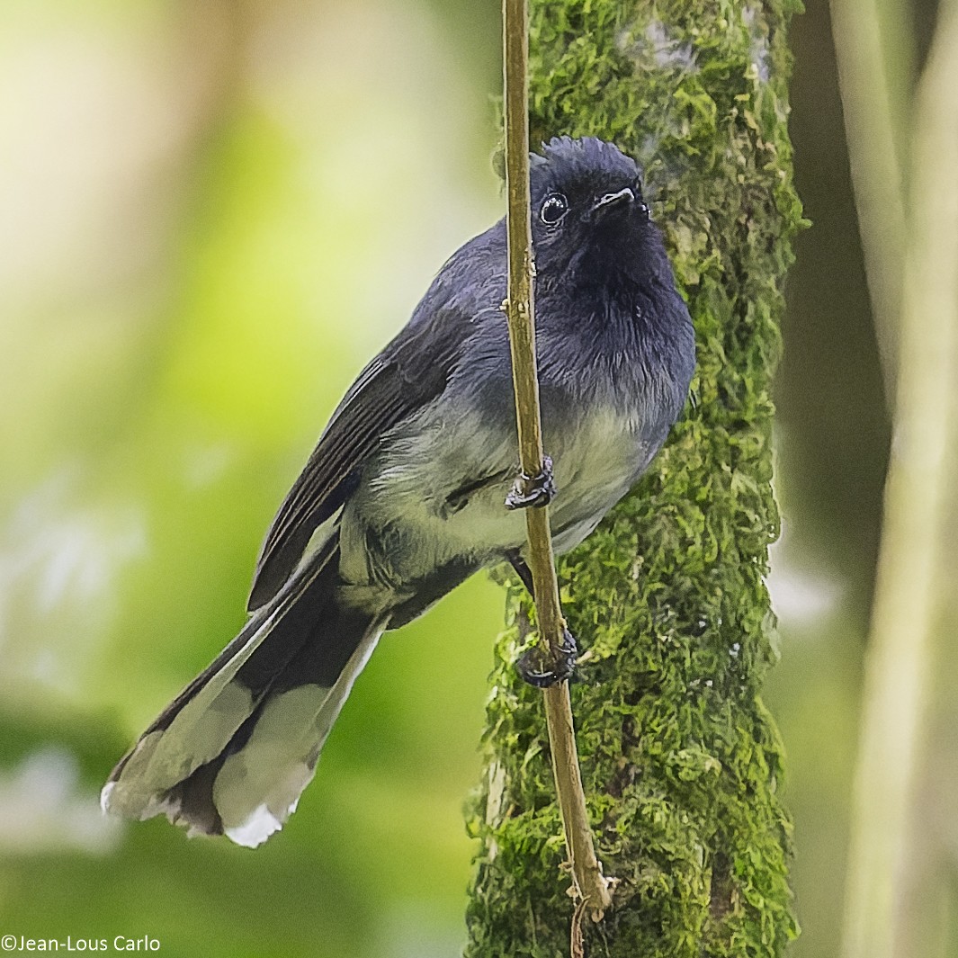 White-tailed Crested Flycatcher - ML640659976