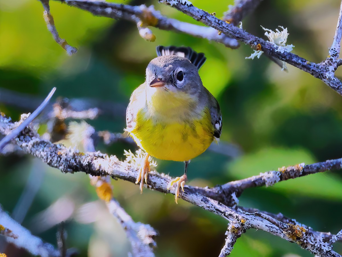 Magnolia Warbler - ML640660002