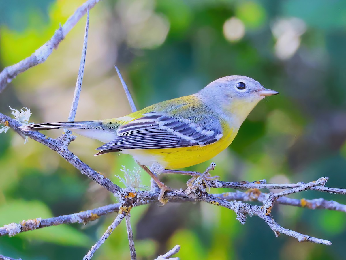 Magnolia Warbler - ML640660003