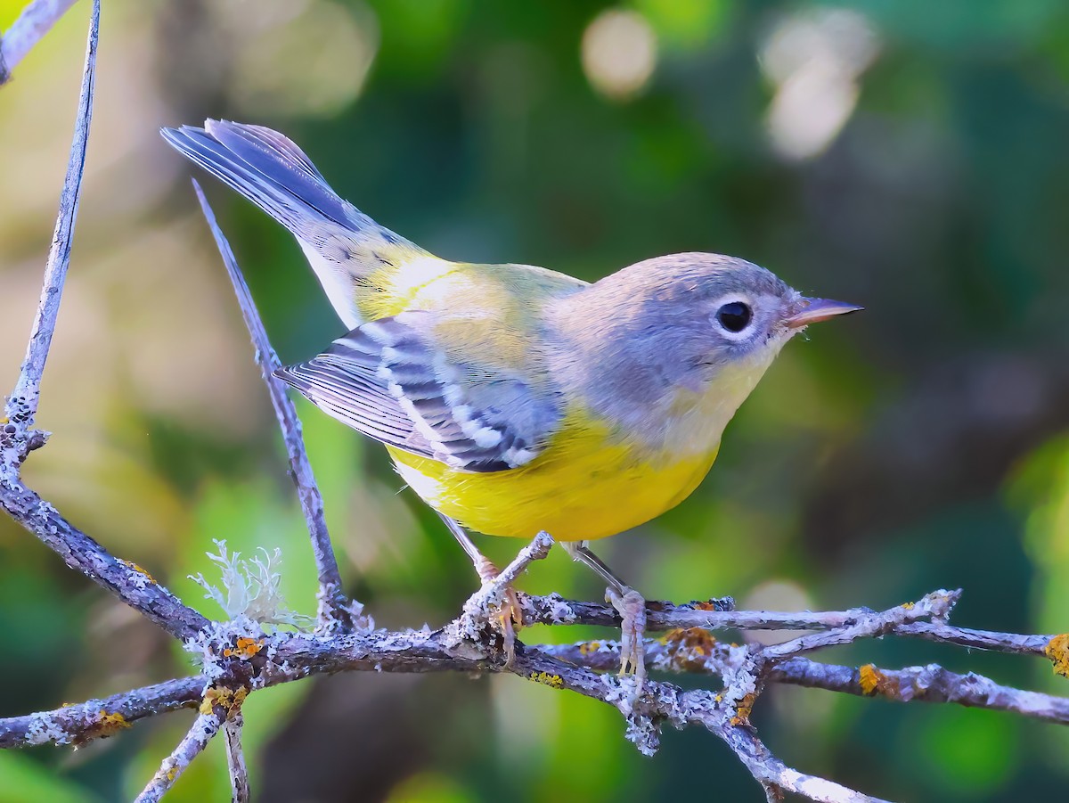 Magnolia Warbler - ML640660004