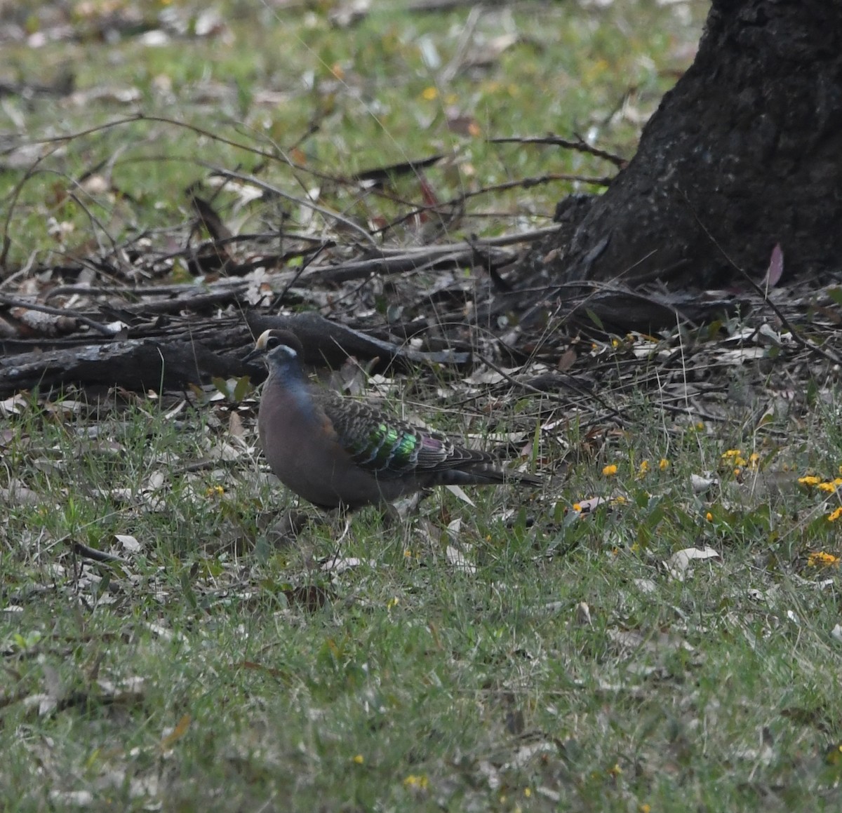 Common Bronzewing - ML640660008