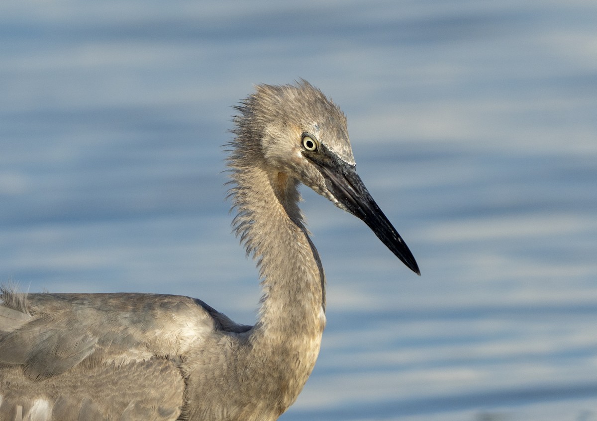 Reddish Egret - ML640660029