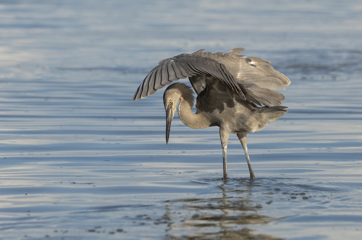 Reddish Egret - ML640660033
