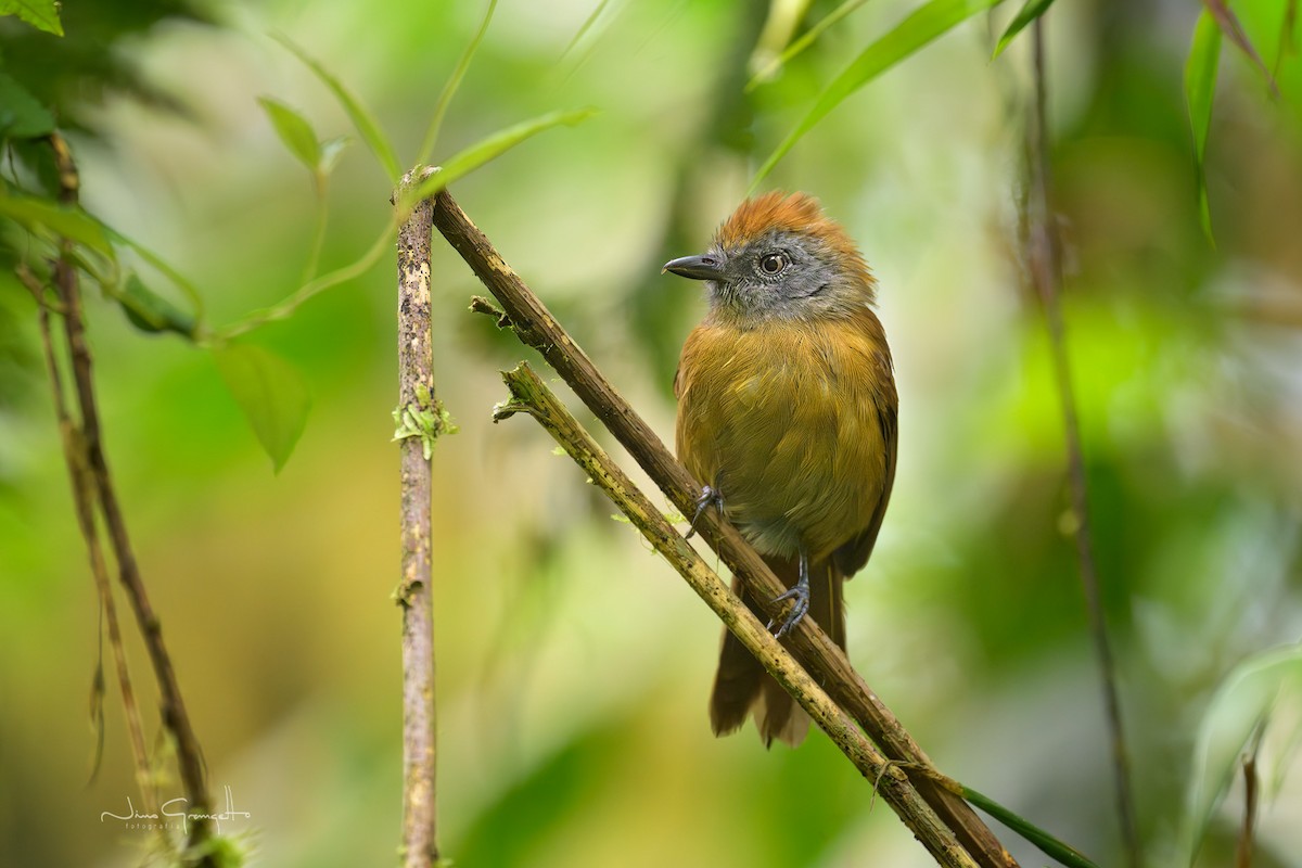 Uniform Antshrike - ML640660063