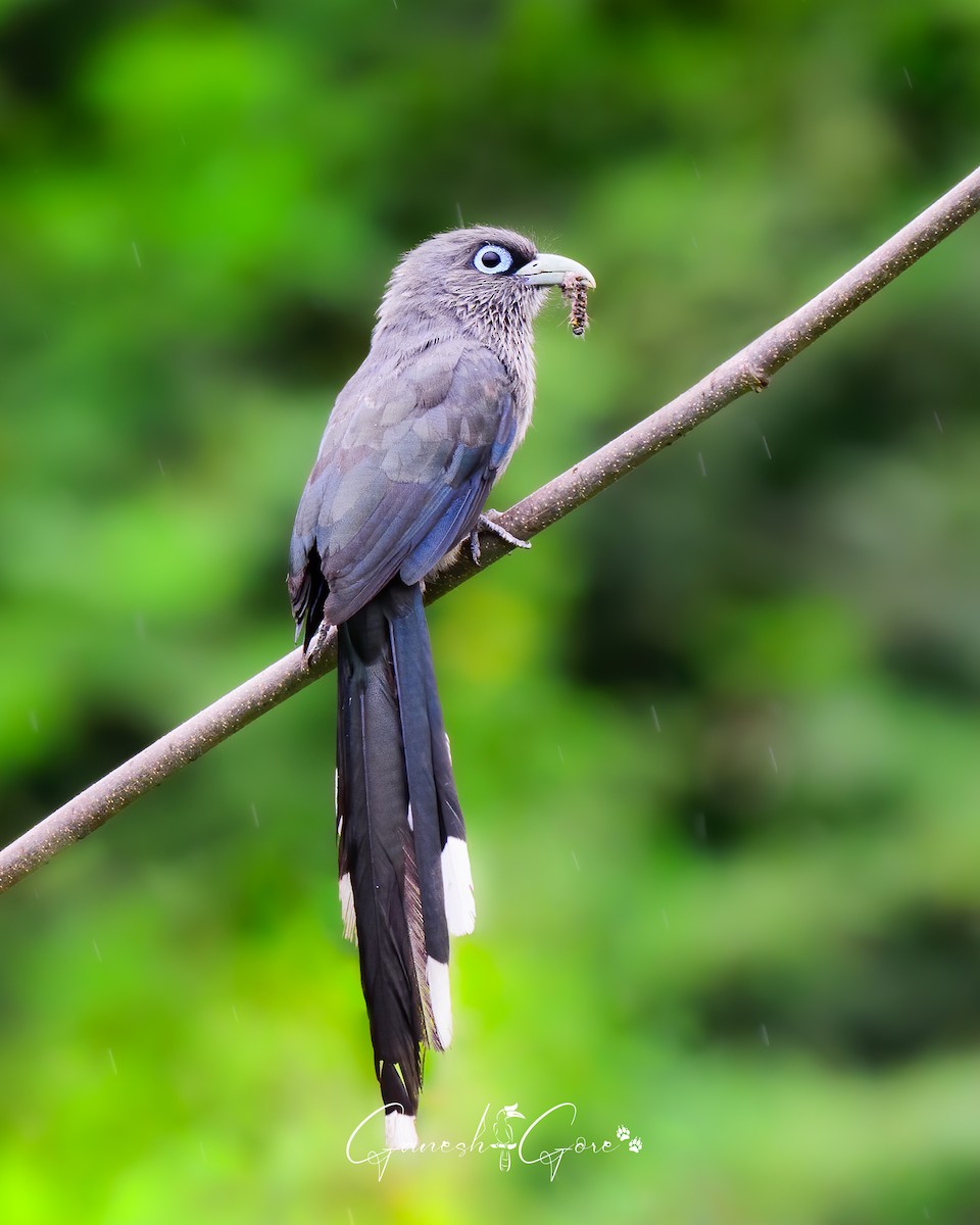 Blue-faced Malkoha - ML640660083