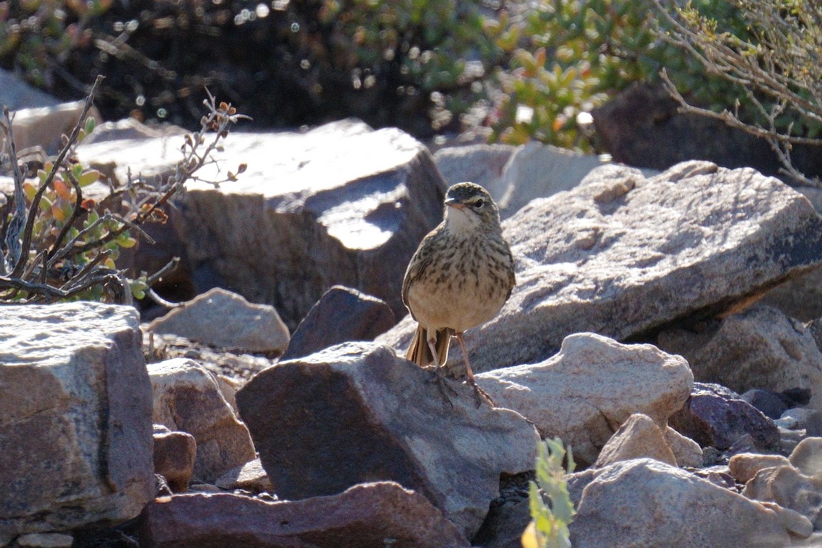Nicholson's Pipit - ML640660102