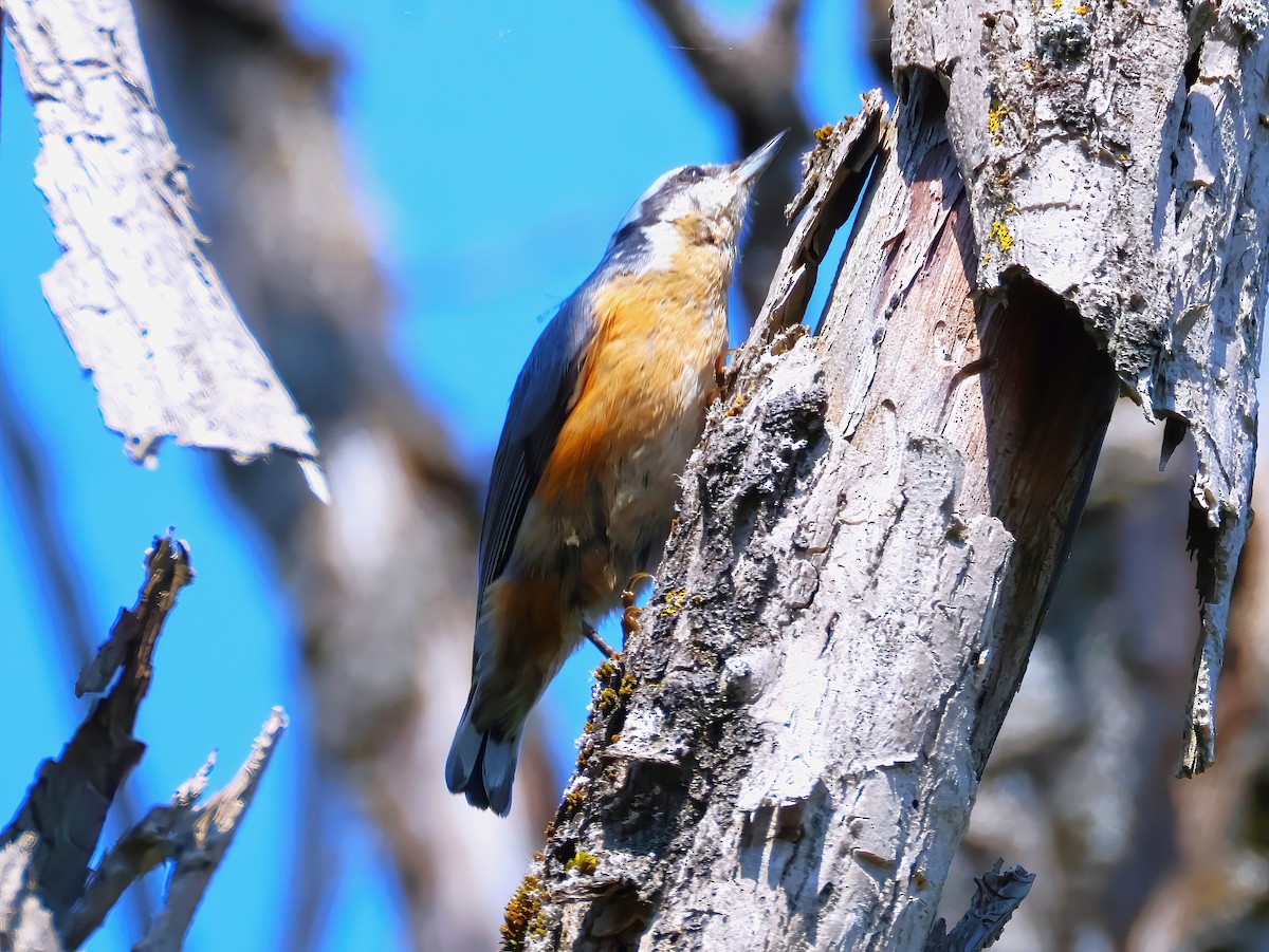 Red-breasted Nuthatch - ML640660199