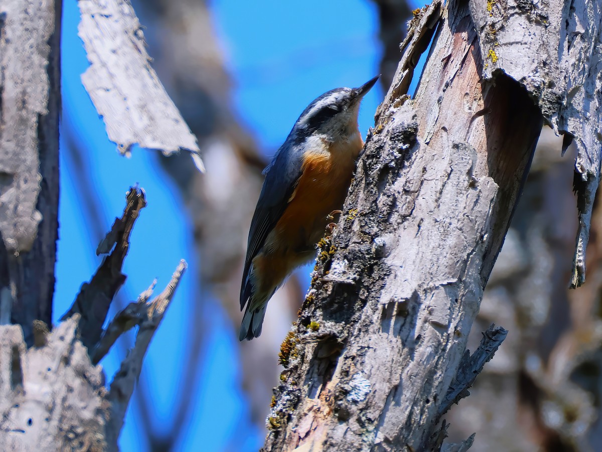 Red-breasted Nuthatch - ML640660200