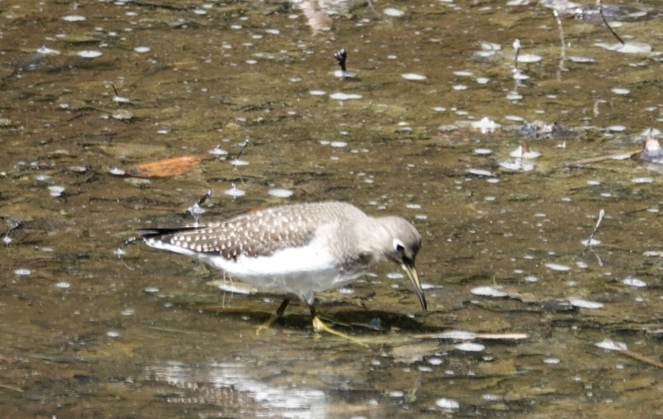 Solitary Sandpiper - ML640660204
