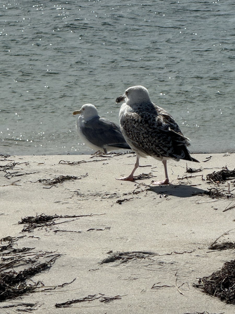 Gavión Atlántico - ML640660237