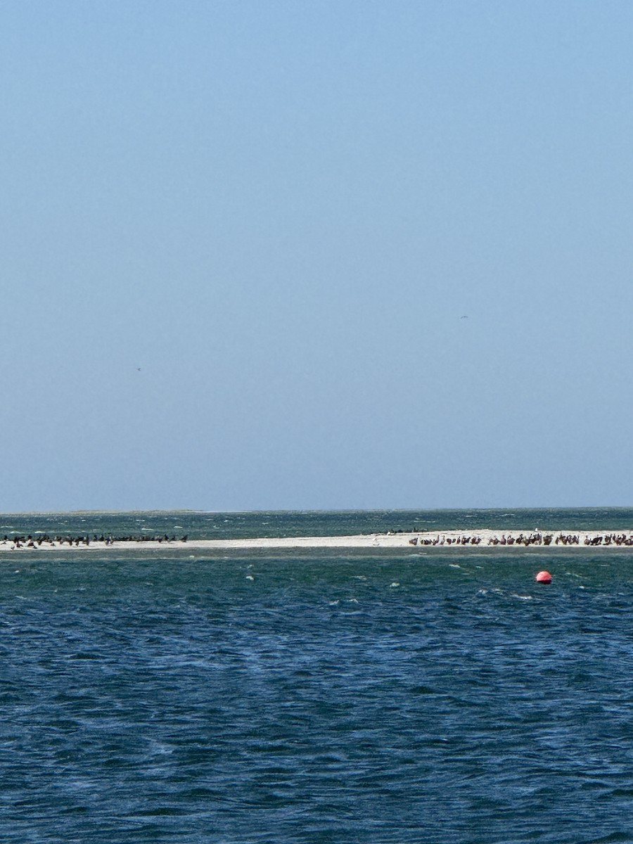 Cormorán Orejudo - ML640660246