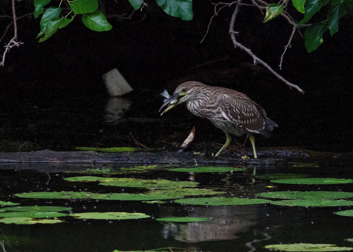 Nachtreiher - ML640660261