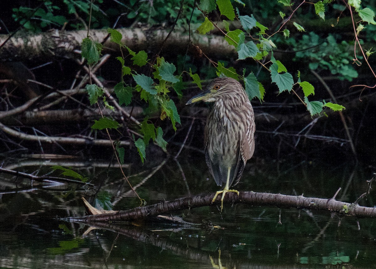 Nachtreiher - ML640660262