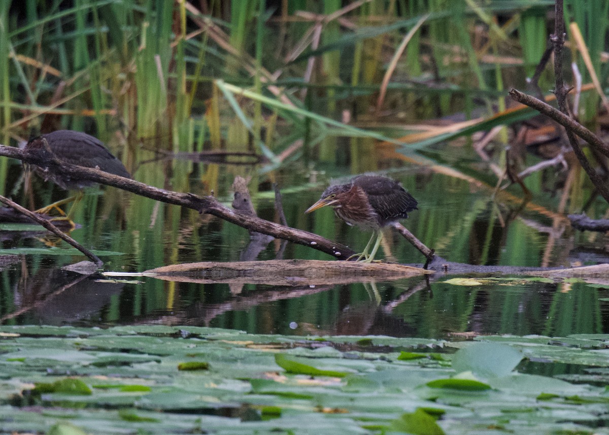 Grünreiher - ML640660269